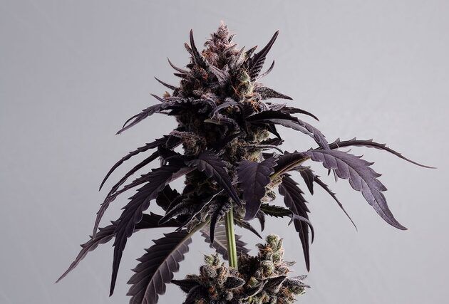 Graines de cannabis Auto Ginger Punch féminisées de Kannabia pour intérieur et extérieur
